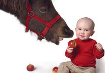 Hvem spiser først æblet?